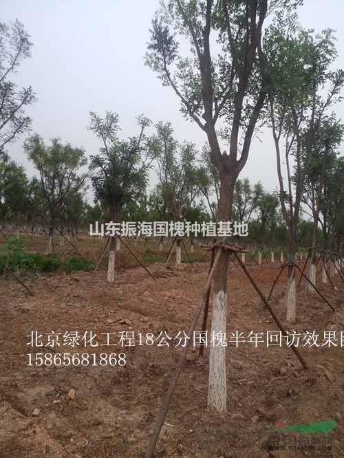 15公分國槐價格應(yīng)該是多少？