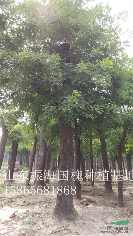 13公分白蠟價格-13公分白蠟假植樹