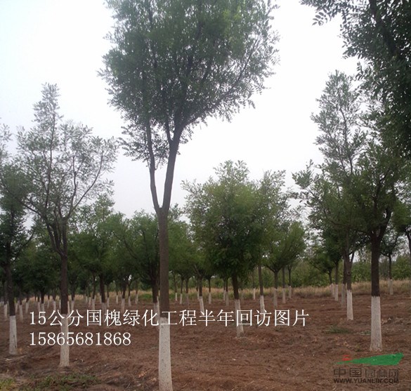 32公分國槐價格-32公分國槐精品苗