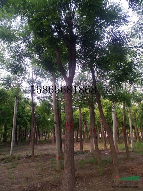 5公分國槐價格-5公分國槐精品苗