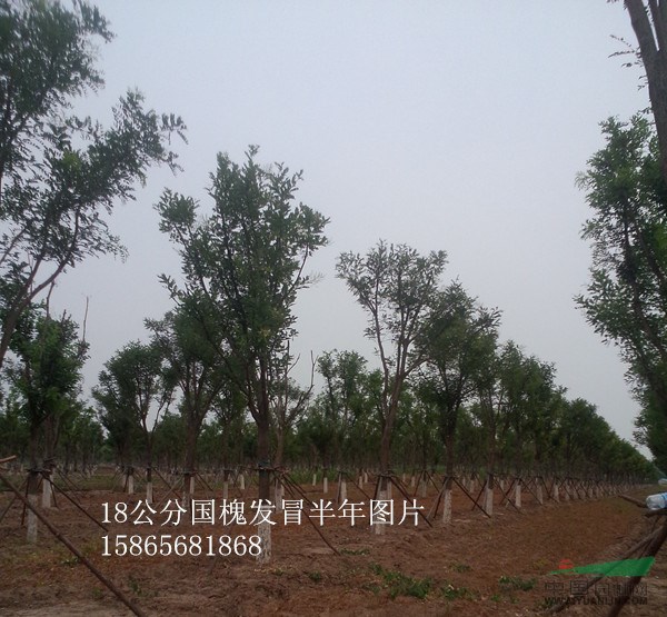 10公分國槐最新價(jià)格-10公分國槐精品苗