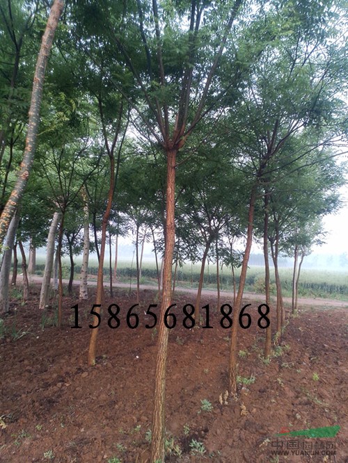 12公分國槐最新價(jià)格-12公分國槐占地樹