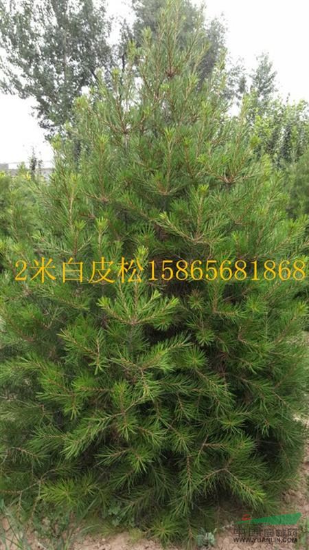 40公分國(guó)槐最新價(jià)格-40公分國(guó)槐二級(jí)樹(shù)