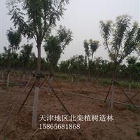 9公分白蠟*近價格-9公分白蠟垃圾樹
