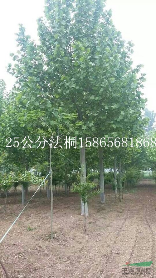 7公分白蠟最近價格-7公分白蠟假植樹