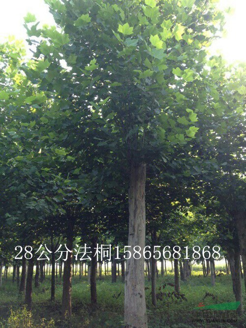12公分白蠟最近價格-12公分白蠟精品苗