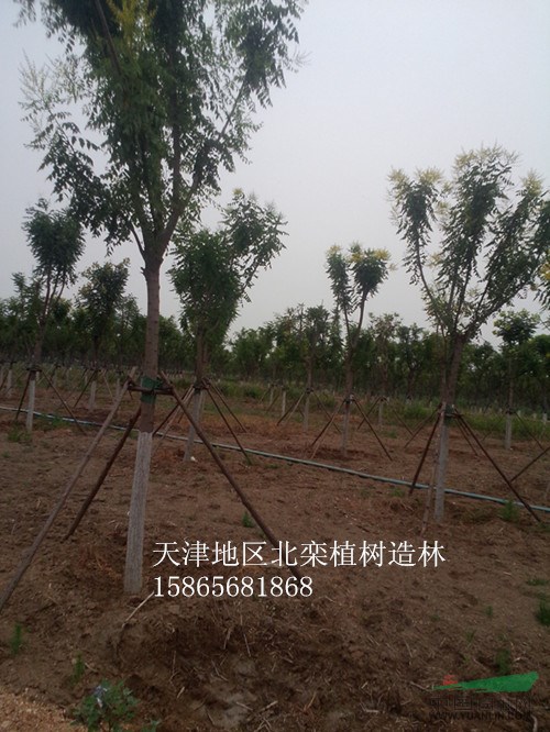 35公分國槐最近價(jià)格-35公分國槐精品苗