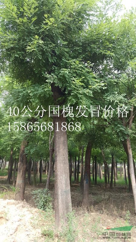2公分國槐上車價格‘-2公分國槐優(yōu)質(zhì)苗