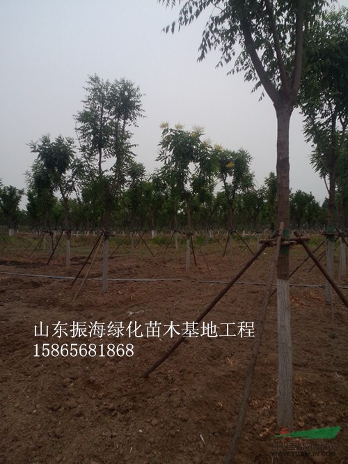 15公分國槐一級苗價格-15公分國槐原生樹