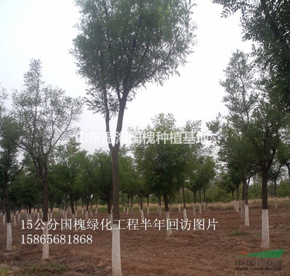 10公分國槐2015秋季報(bào)價(jià)信息
