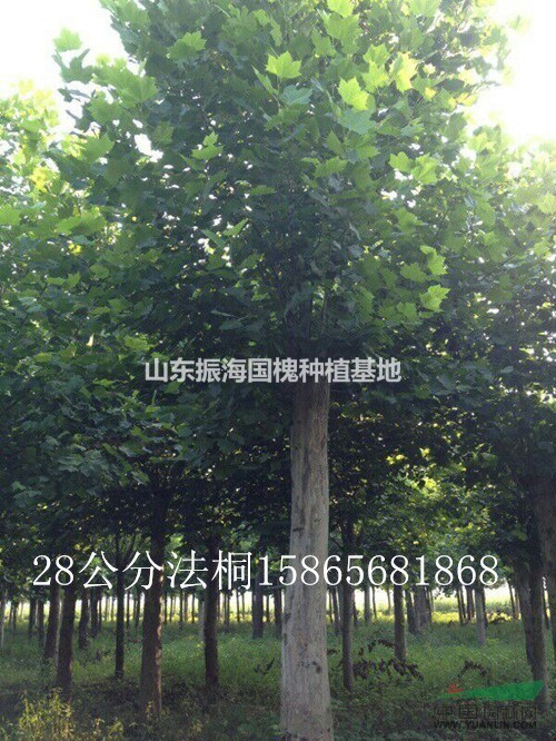 10公分國槐2015秋季報(bào)價(jià)信息
