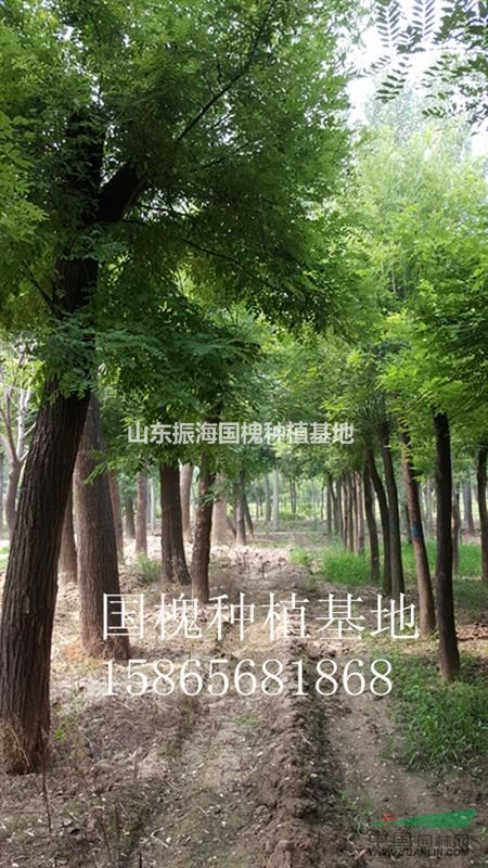8公分國槐山東價格是多少