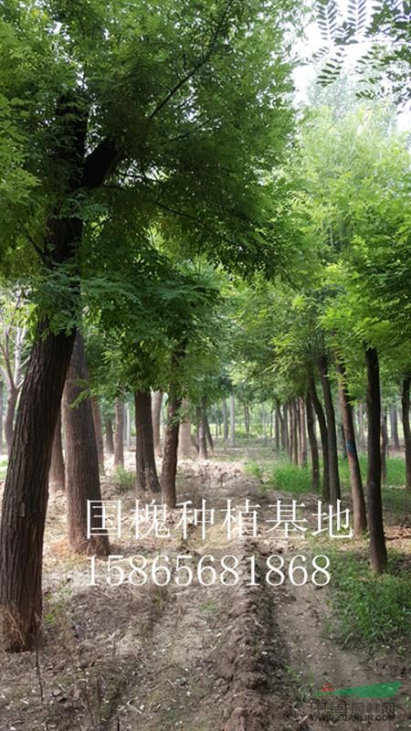 13公分國槐一級苗價格-13公分國槐原生樹