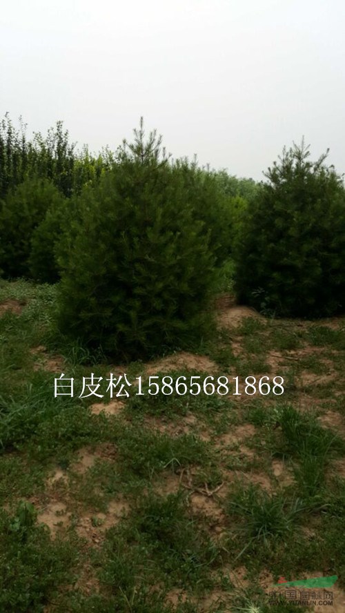 13公分國槐一級苗價格-13公分國槐原生樹