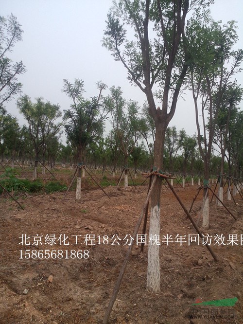 15公分國(guó)槐2級(jí)苗價(jià)格-15公分國(guó)槐二級(jí)樹