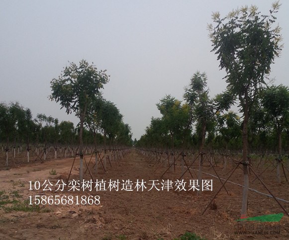 14公分白蠟2級苗價格-14公分白蠟一級樹