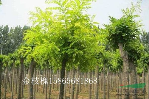 4公分國(guó)槐占地苗價(jià)格-4公分國(guó)槐假植樹