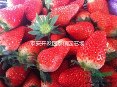 甜查理草莓苗