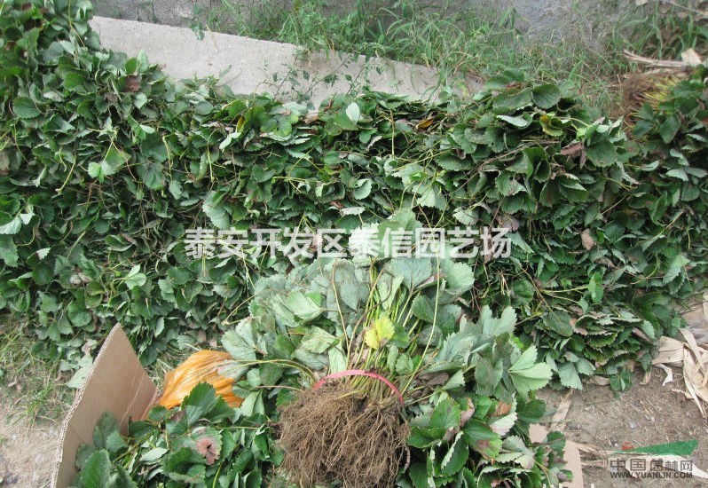 美香莎草莓苗