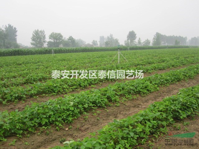美香莎草莓苗