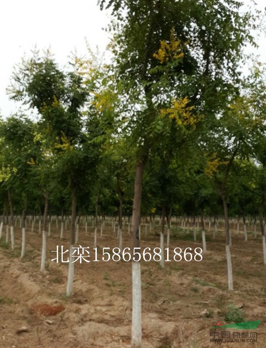 9公分國槐占地苗價(jià)格-9公分國槐精品苗