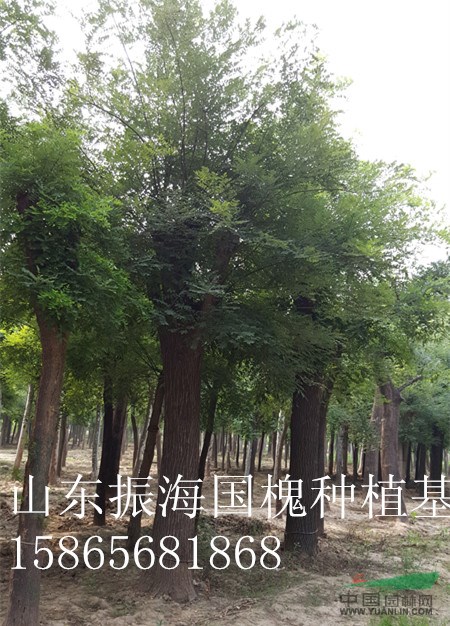 30公分國(guó)槐占地苗價(jià)格-30公分國(guó)槐假植樹(shù)