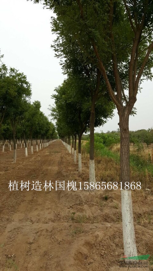 18公分國槐多少錢-18公分國槐移栽樹