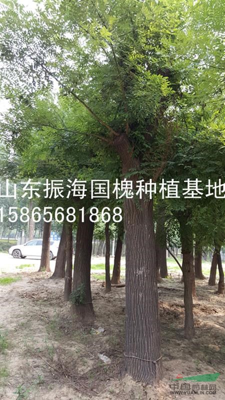 18公分國槐多少錢-18公分國槐移栽樹