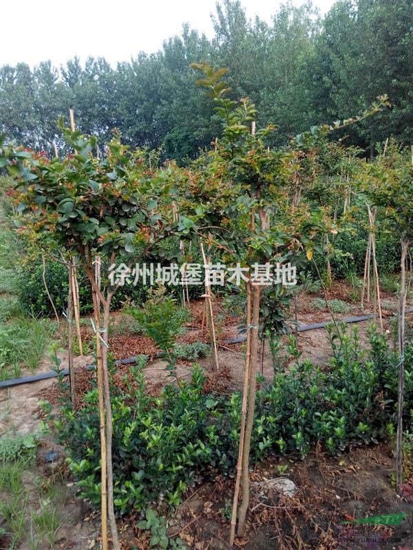 供應(yīng)紫薇