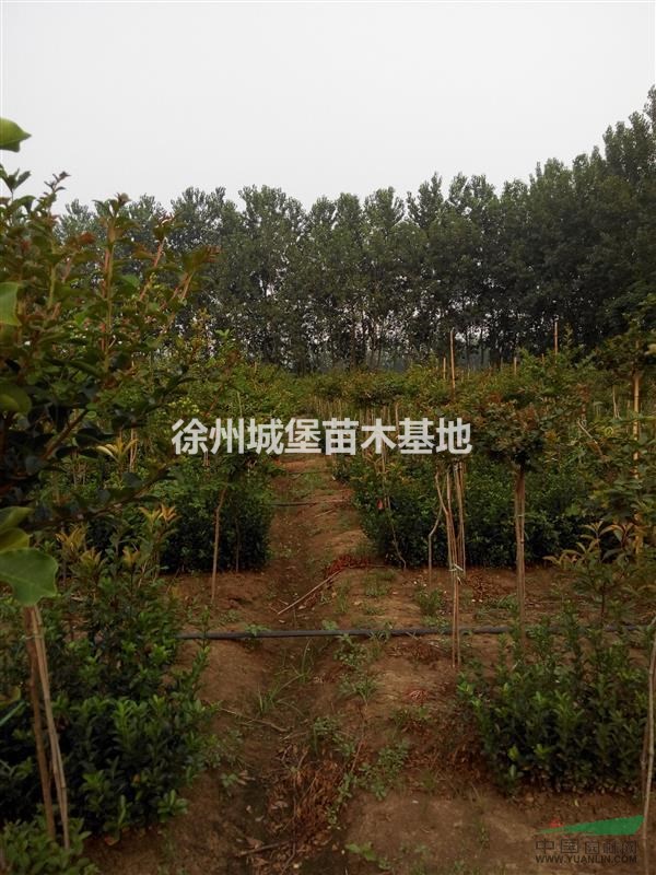 供應(yīng)紫薇