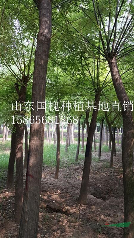 50公分國(guó)槐發(fā)冒3年價(jià)格 山東綠化苗木基地