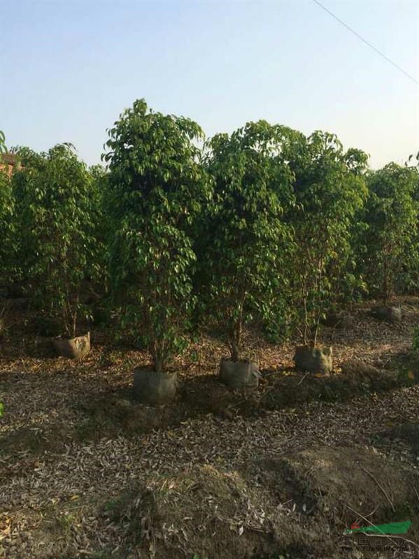 垂叶榕柱，自然形垂叶榕