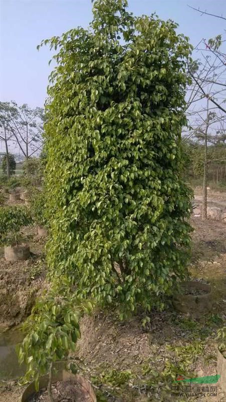 垂叶榕柱，自然形垂叶榕