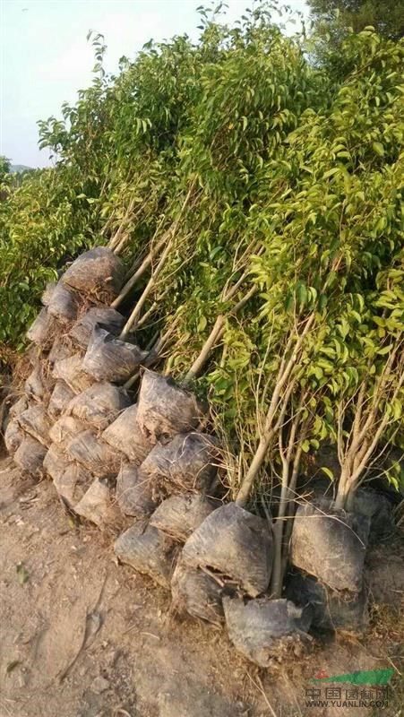 垂叶榕柱，自然形垂叶榕