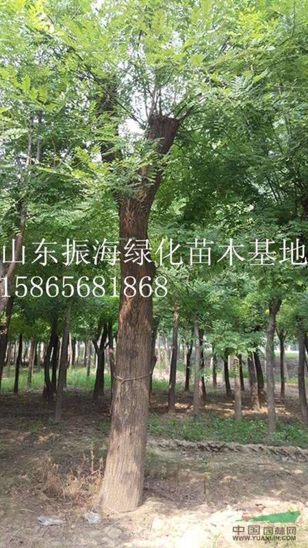 6公分紫葉李熟貨價(jià)格怎樣啊菏澤國槐種植基地