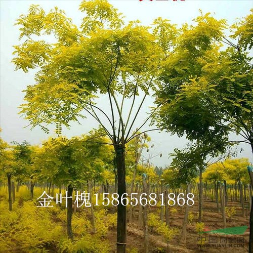 4公分太陽李最新價格行情菏澤國槐種植基地