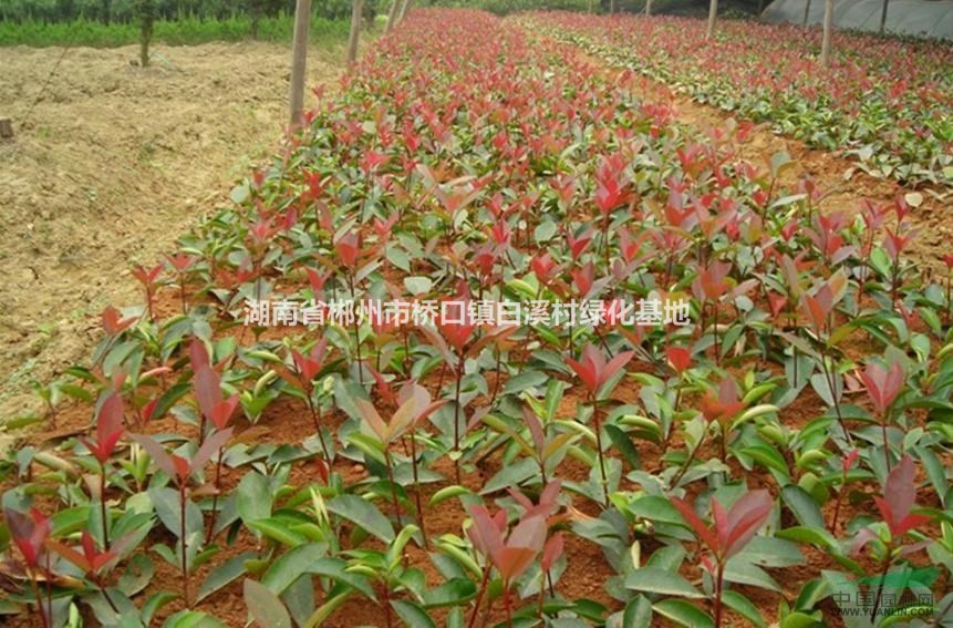 紅葉石楠、紅繼木、紅桎木苗木