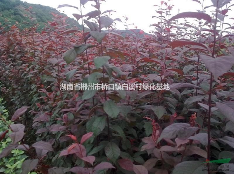 紅葉李苗木