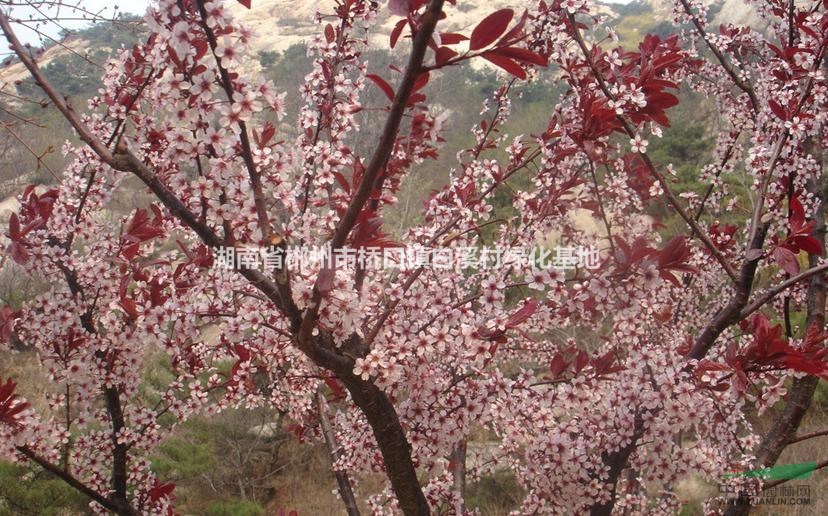 紅葉李苗木