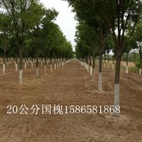 12公分紫葉李國槐專賣苗圃菏澤國槐種植基地