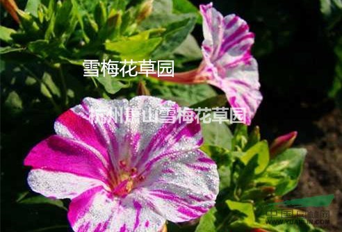 紫茉莉，胭脂花、洗澡花、夜繁花、夜來香、夜嬌嬌、潮來花、