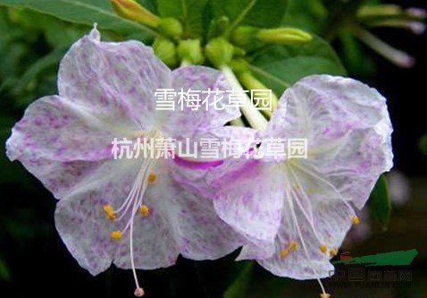 紫茉莉，胭脂花、洗澡花、夜繁花、夜來香、夜嬌嬌、潮來花、