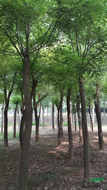 14公分紫葉李價格是多少啊山東振海國槐種植基地