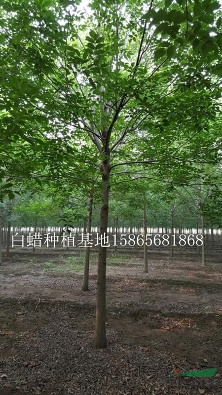 7公分欒樹質(zhì)量最好  信譽(yù)最高山東振海國(guó)槐種植基地