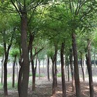 欒樹(shù)苗移栽3年價(jià)格/棵山東振海國(guó)槐種植基地