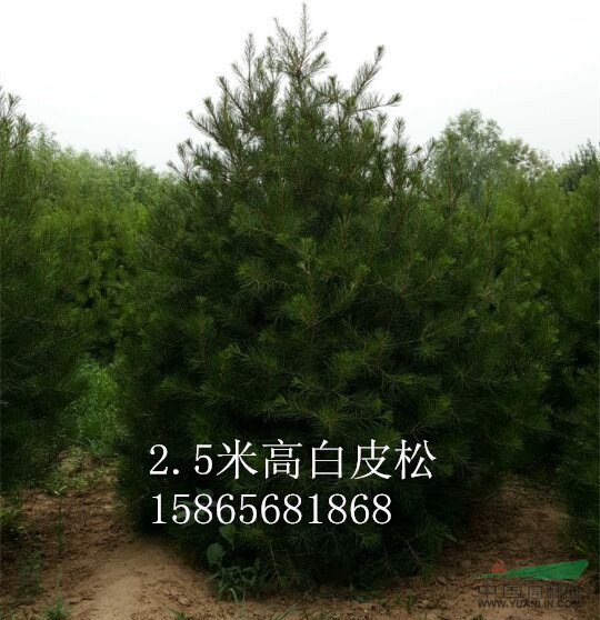 8公分太陽李一級苗和二級苗差價有多少？山東振海綠化苗木種植基地