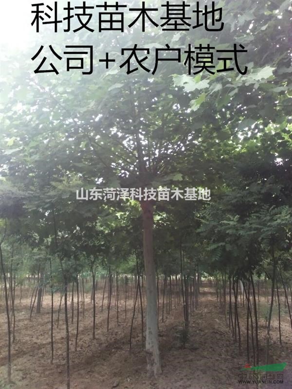 10公分合歡價格近期價格樹形美觀
