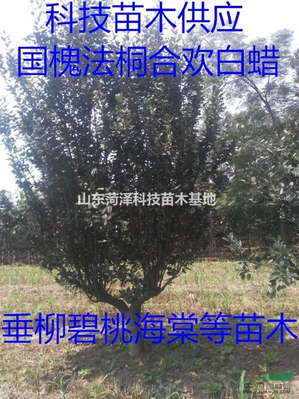 22公分合歡價(jià)格苗木信息