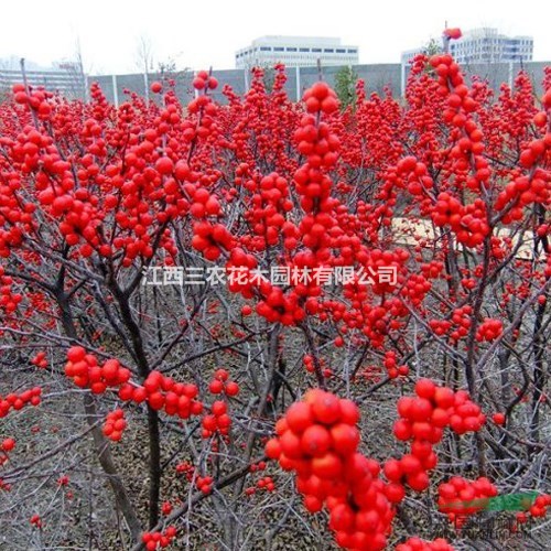 歐洲紅果冬青 綠化工程苗 最美麗的彩葉苗木 歐洲紅果冬青樹