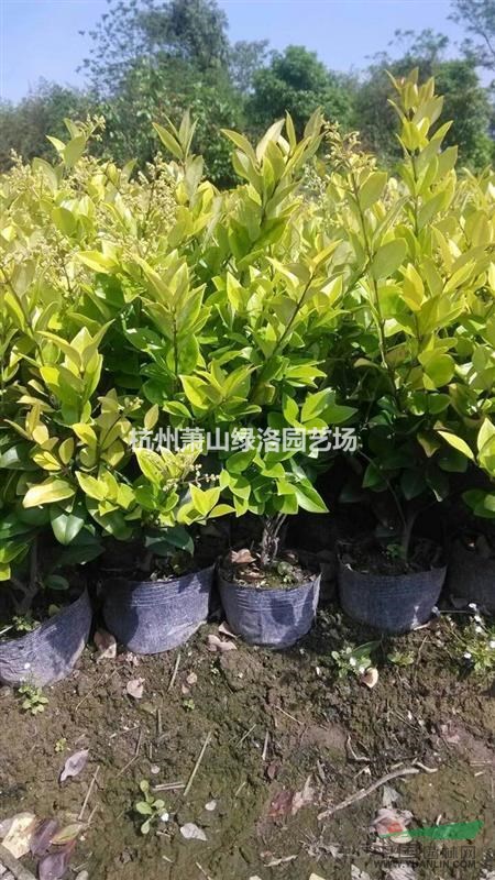 浙江省杭州市蕭山區(qū)供應(yīng)金森女貞大杯苗
